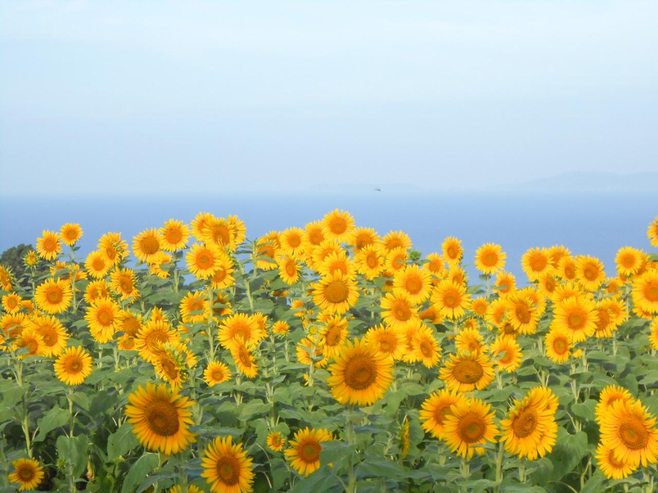 南島原ひまわり畑-3