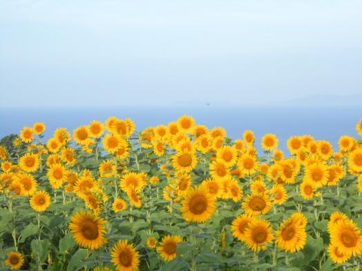 南島原ひまわり畑-3