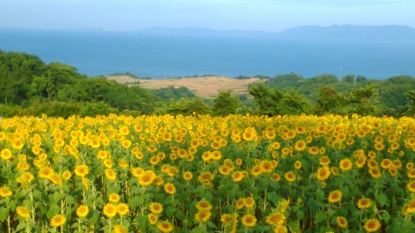 南島原ひまわり畑-6