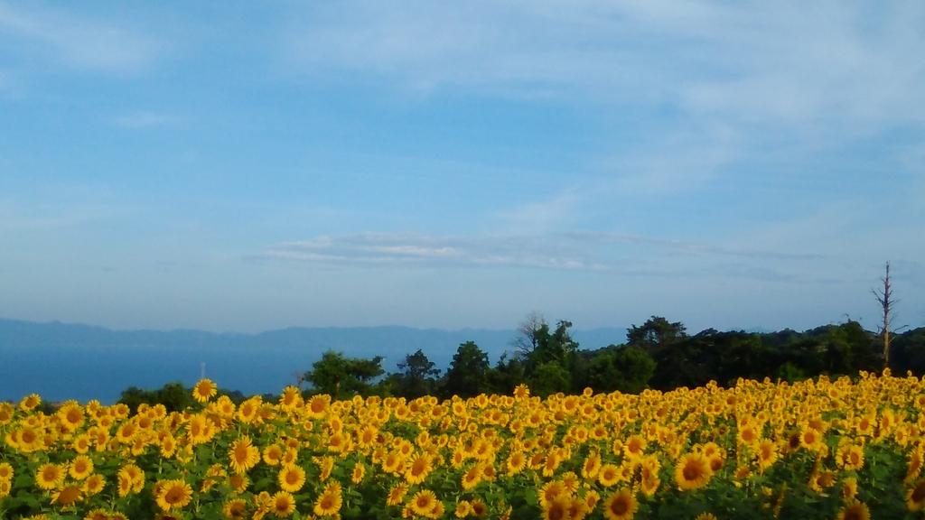 南島原ひまわり畑-7