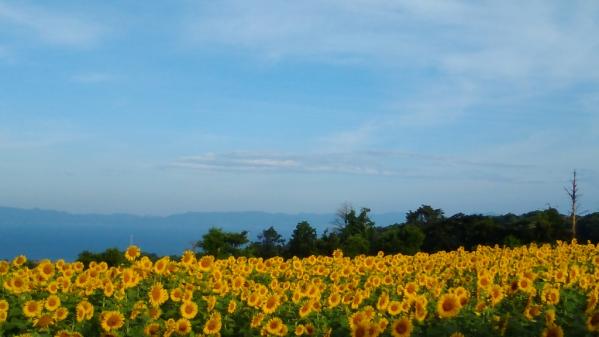 南島原ひまわり畑-7