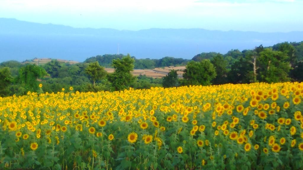 南島原ひまわり畑-4