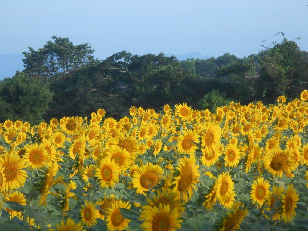 南島原ひまわり畑-2