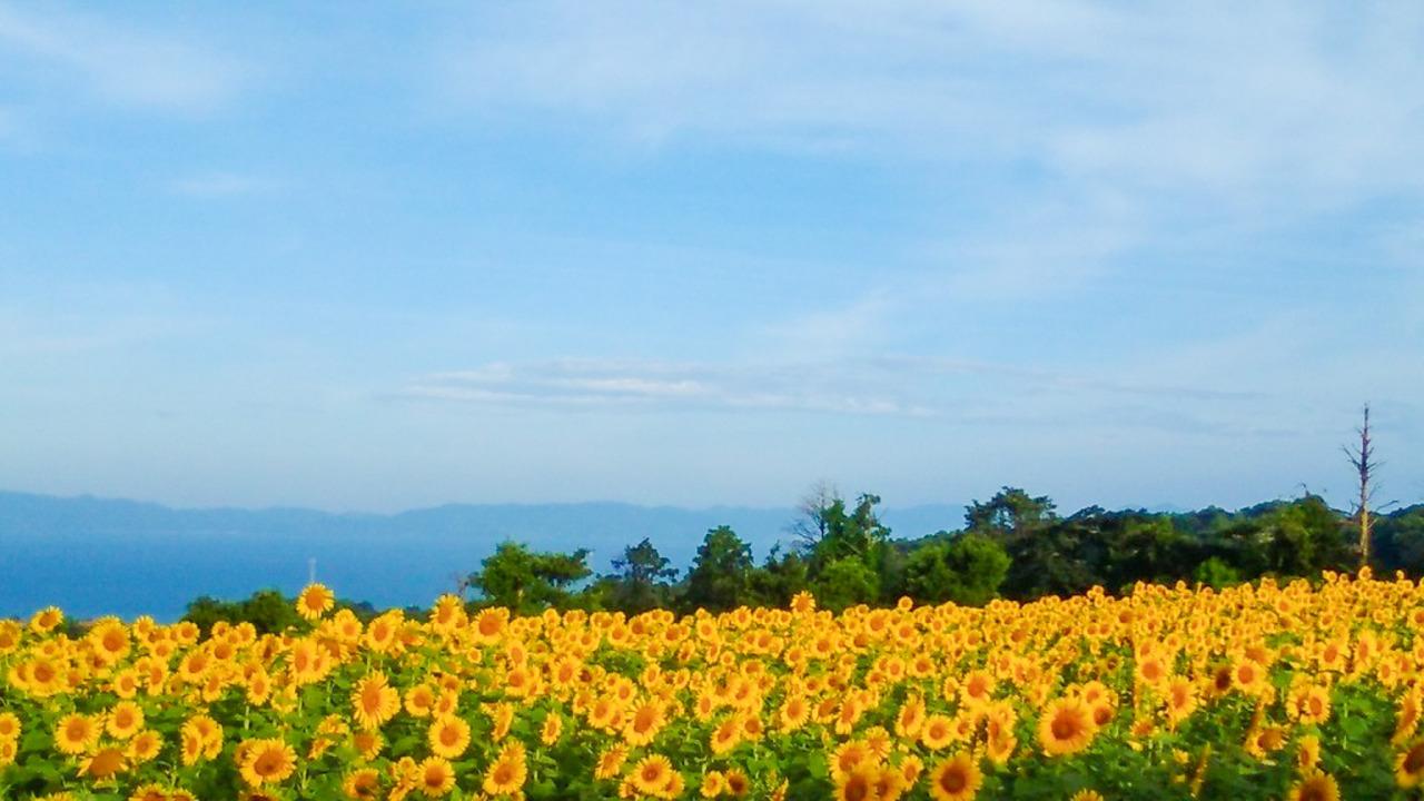 南島原ひまわり畑-5