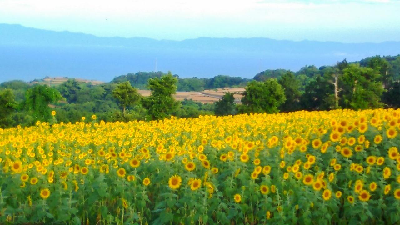 南島原ひまわり畑-4