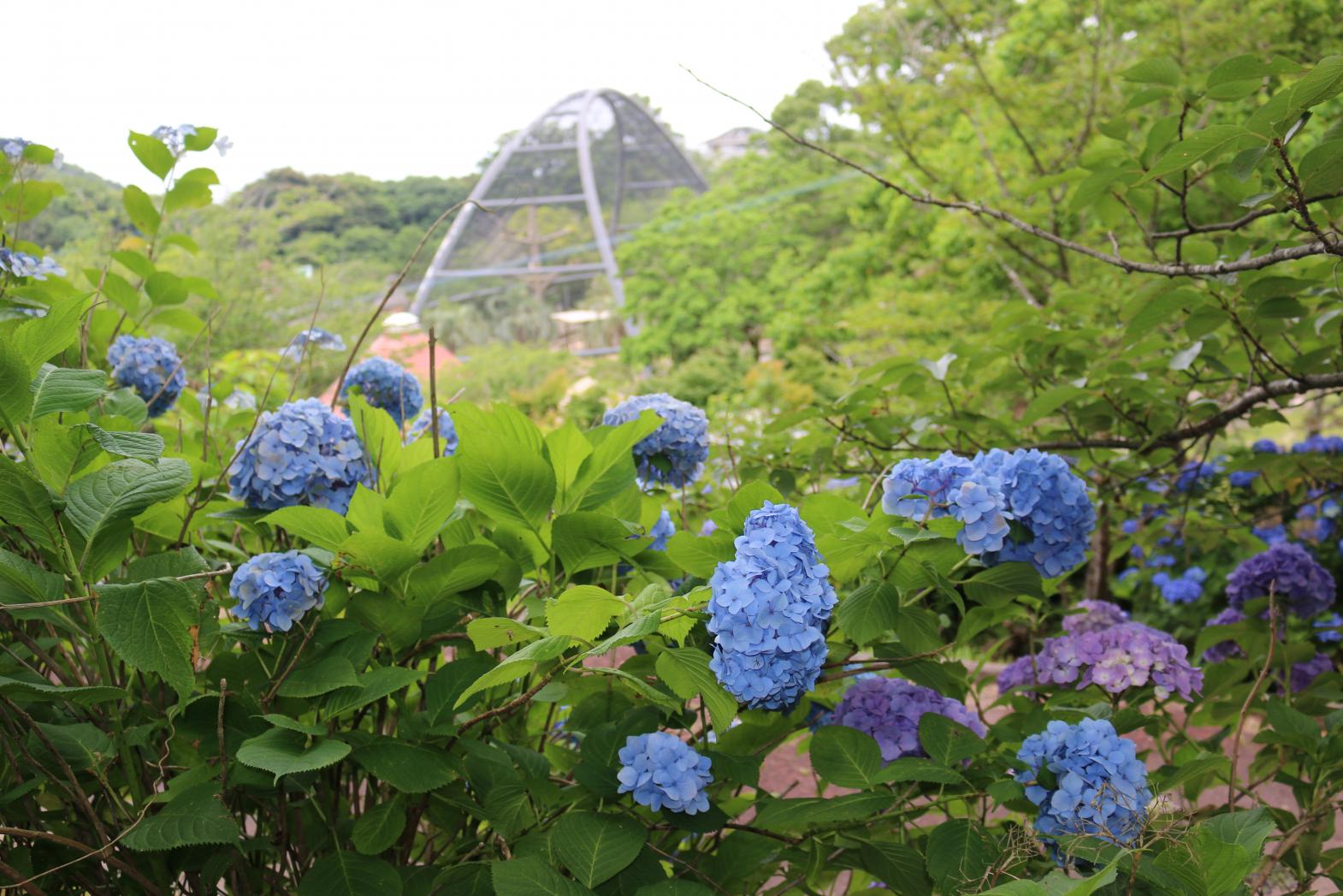 大崎自然公園くじゃく園-3