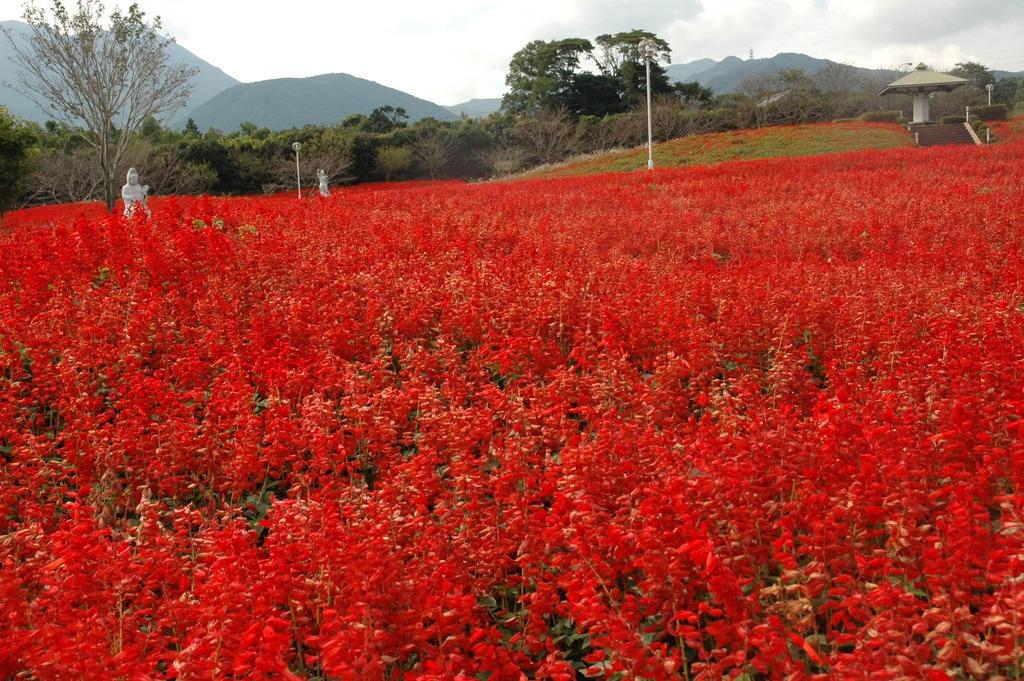 有明の森フラワー公園-6