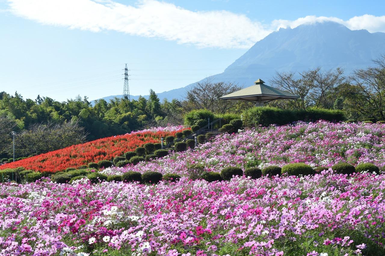 有明の森フラワー公園-5