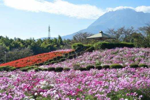 有明の森フラワー公園-5