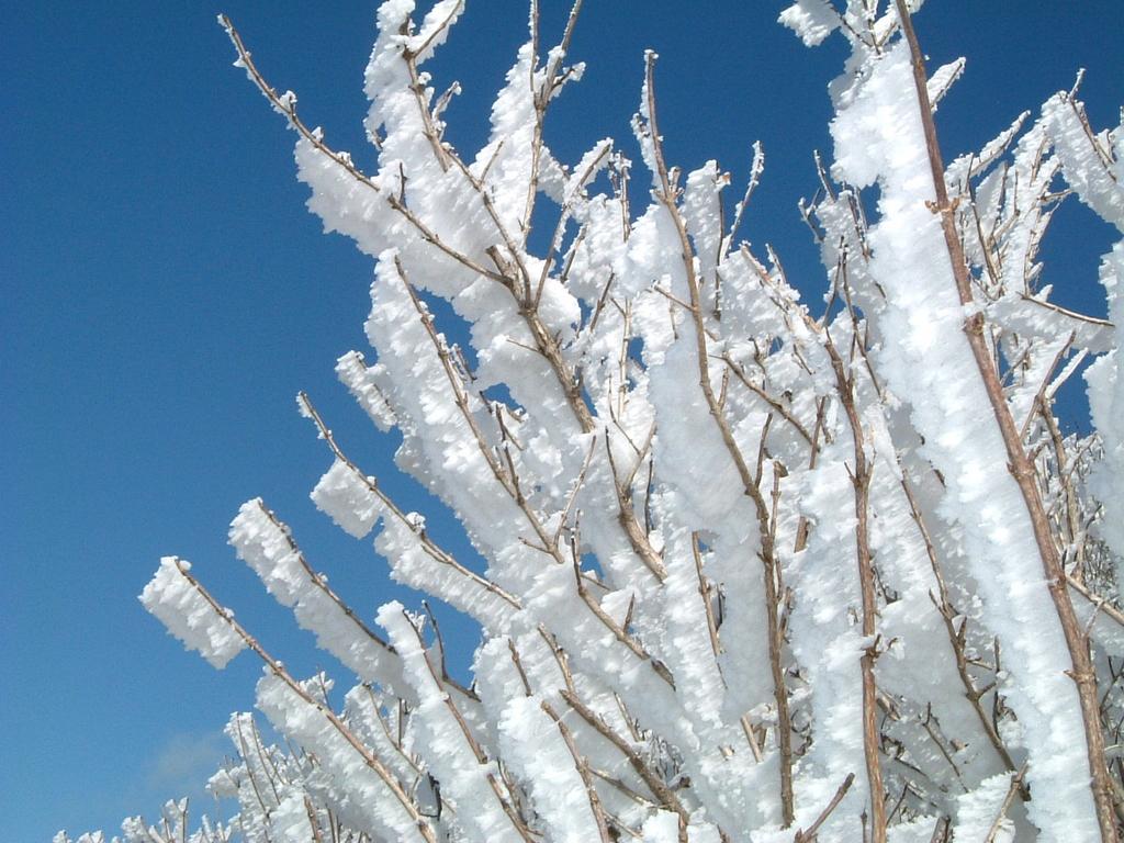 雲仙灯りの花ぼうろ-6