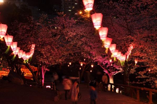 다테야마 공원 벚꽃 축제-7
