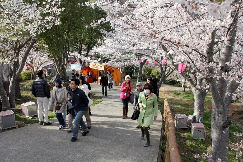 다테야마 공원 벚꽃 축제-2