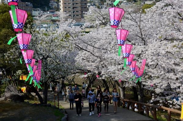 立山公园樱花节-1