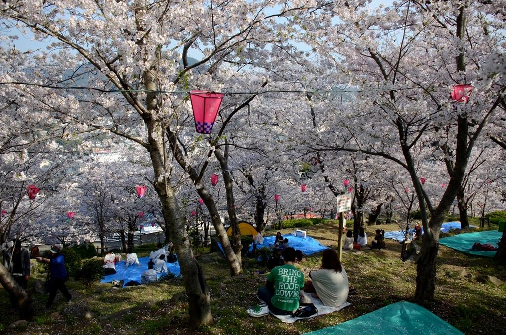 立山公园樱花节-5