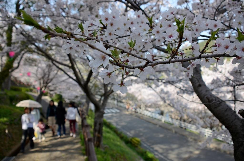 다테야마 공원 벚꽃 축제-3