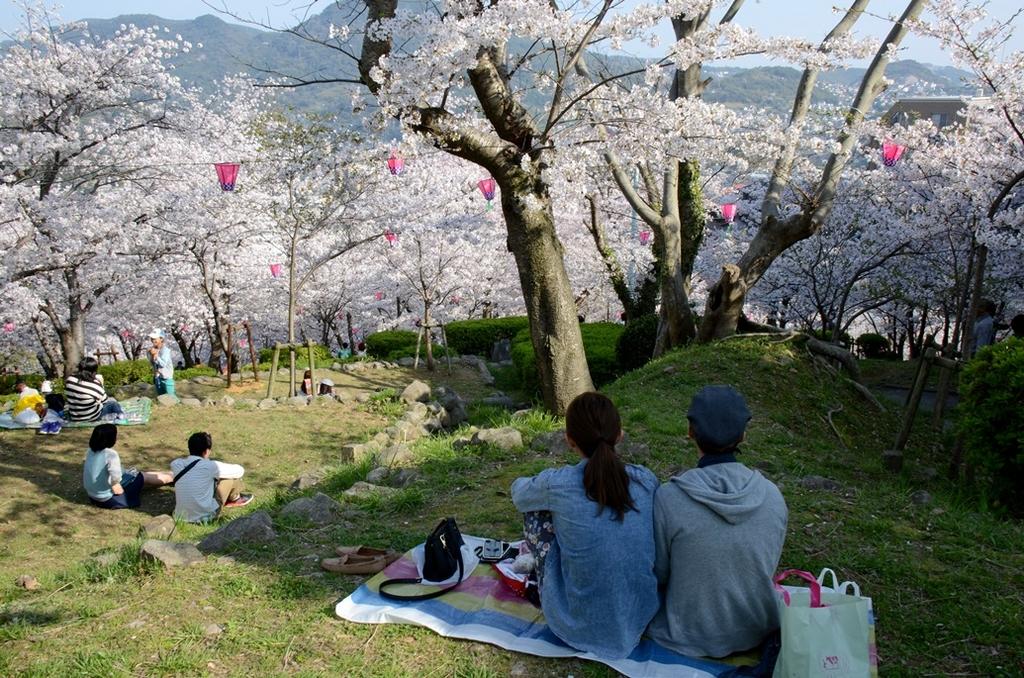 다테야마 공원 벚꽃 축제-4