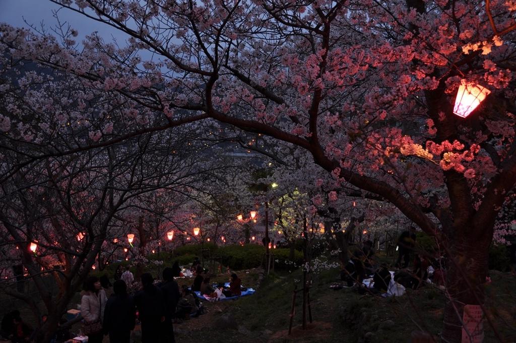 다테야마 공원 벚꽃 축제-6