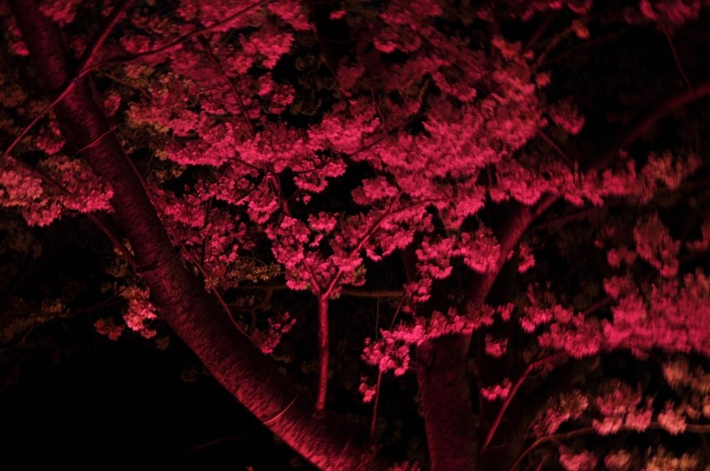 立山公园樱花节-8