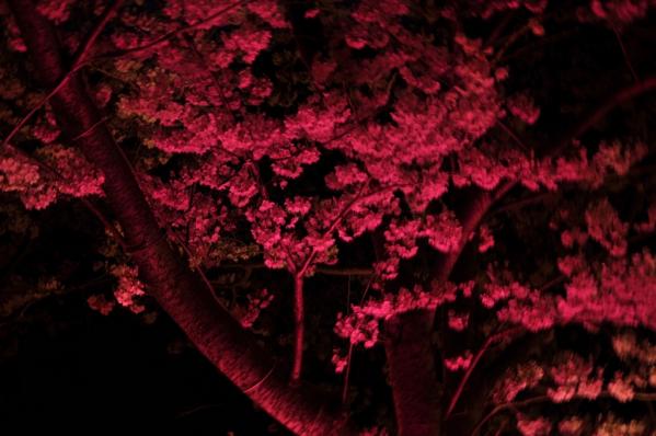 立山公园樱花节-8