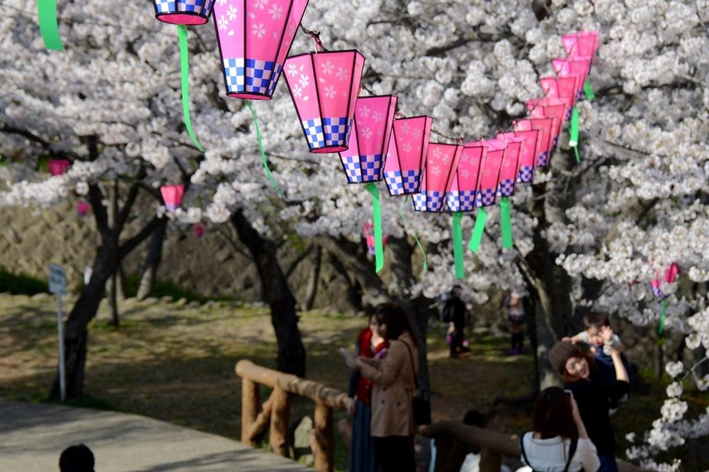 다테야마 공원 벚꽃 축제-1