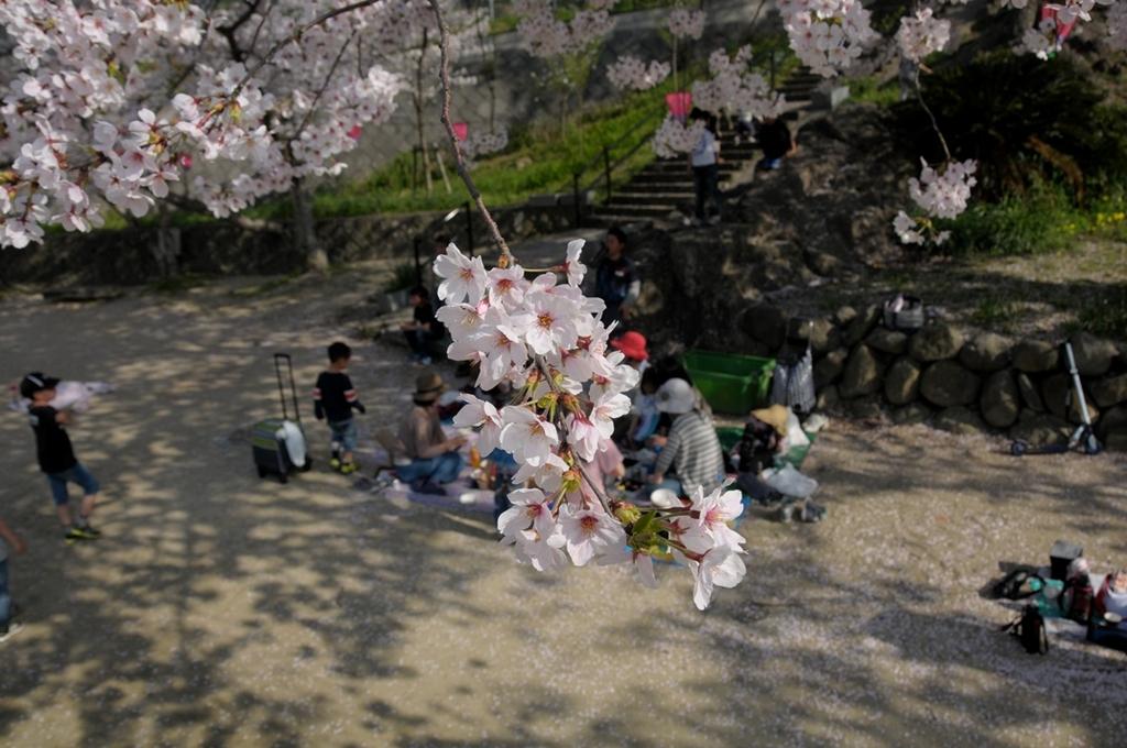 가자가시라 공원 벚꽃축제-3