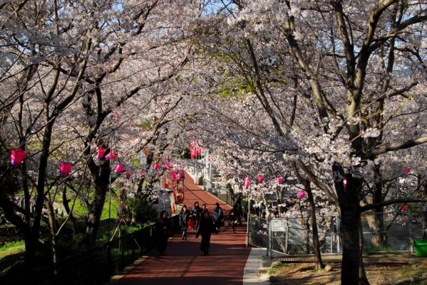 가자가시라 공원 벚꽃축제-1