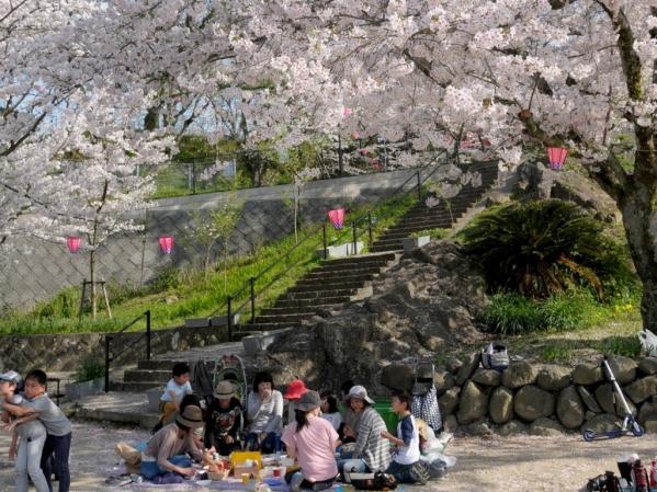 가자가시라 공원 벚꽃축제-2