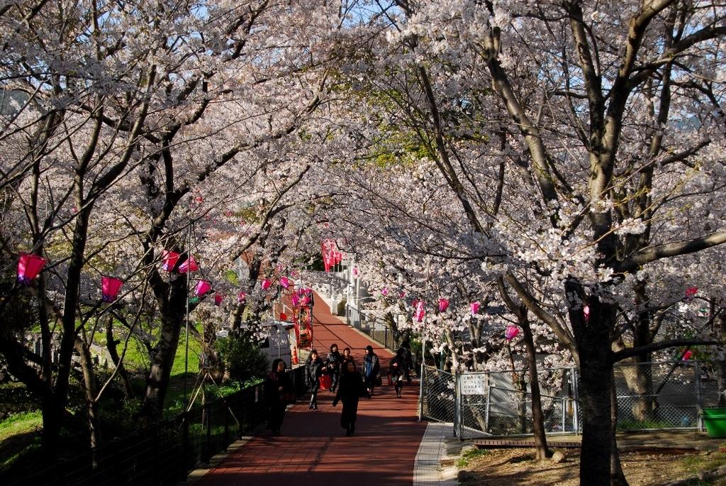 風頭公園櫻花祭-1