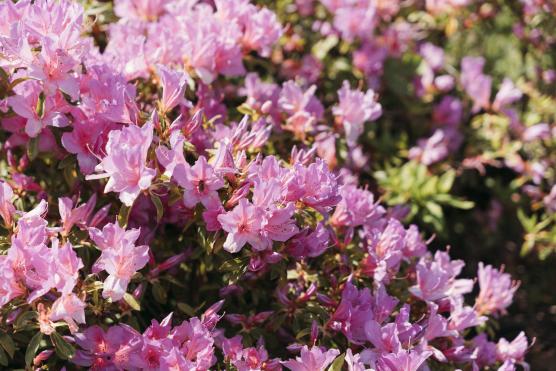 Mount Inasa Azalea Festival-7