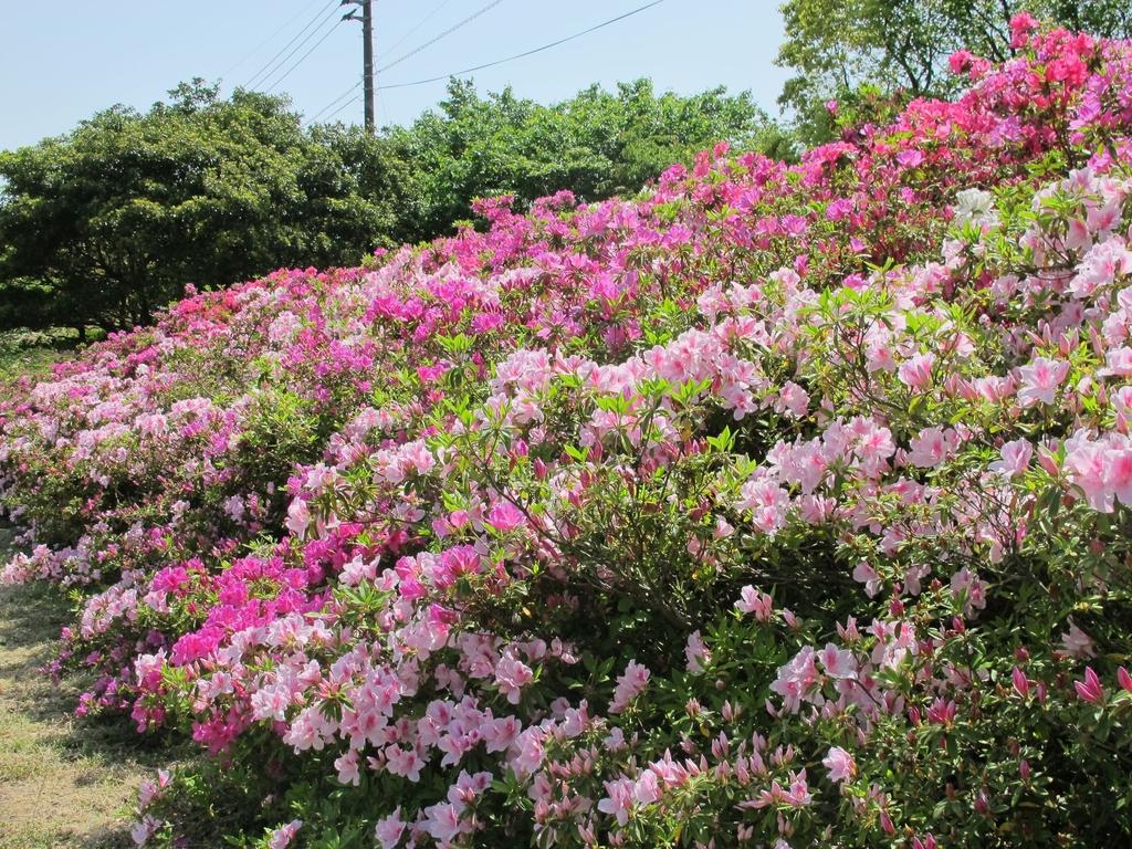 Mount Inasa Azalea Festival-2