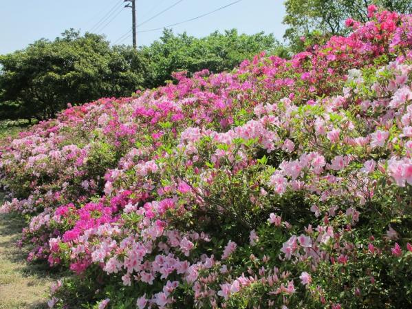 Mount Inasa Azalea Festival-2