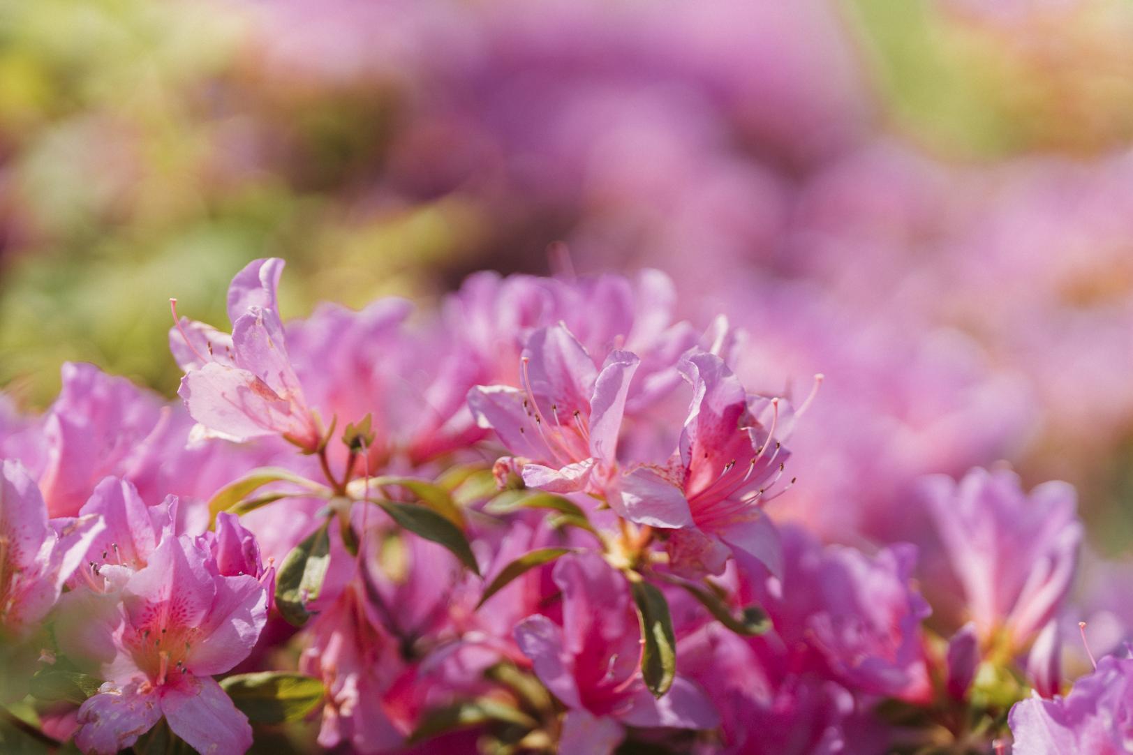 Mount Inasa Azalea Festival-6