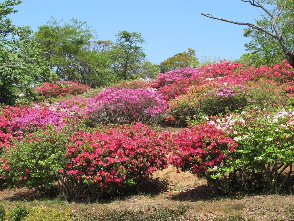 Mount Inasa Azalea Festival-1