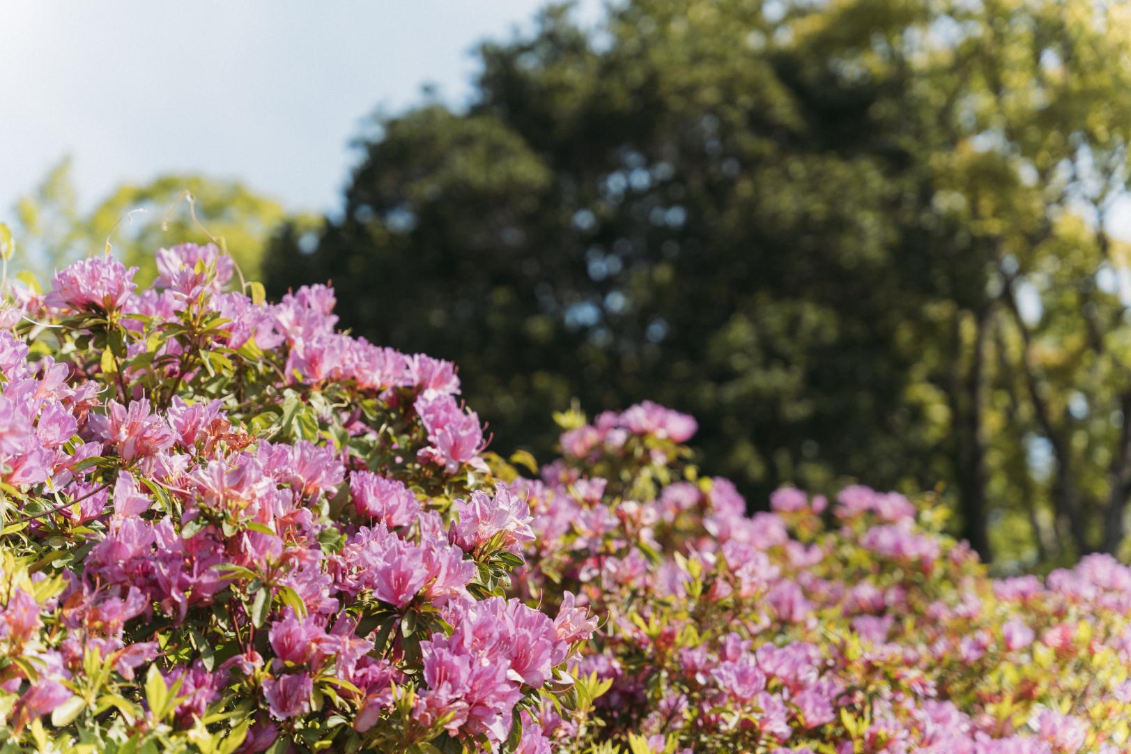 Mount Inasa Azalea Festival-4