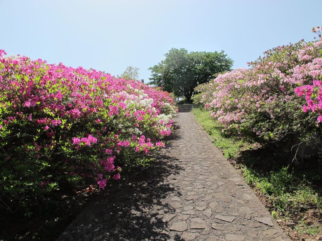 Mount Inasa Azalea Festival-3