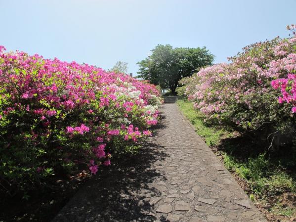 Mount Inasa Azalea Festival-3