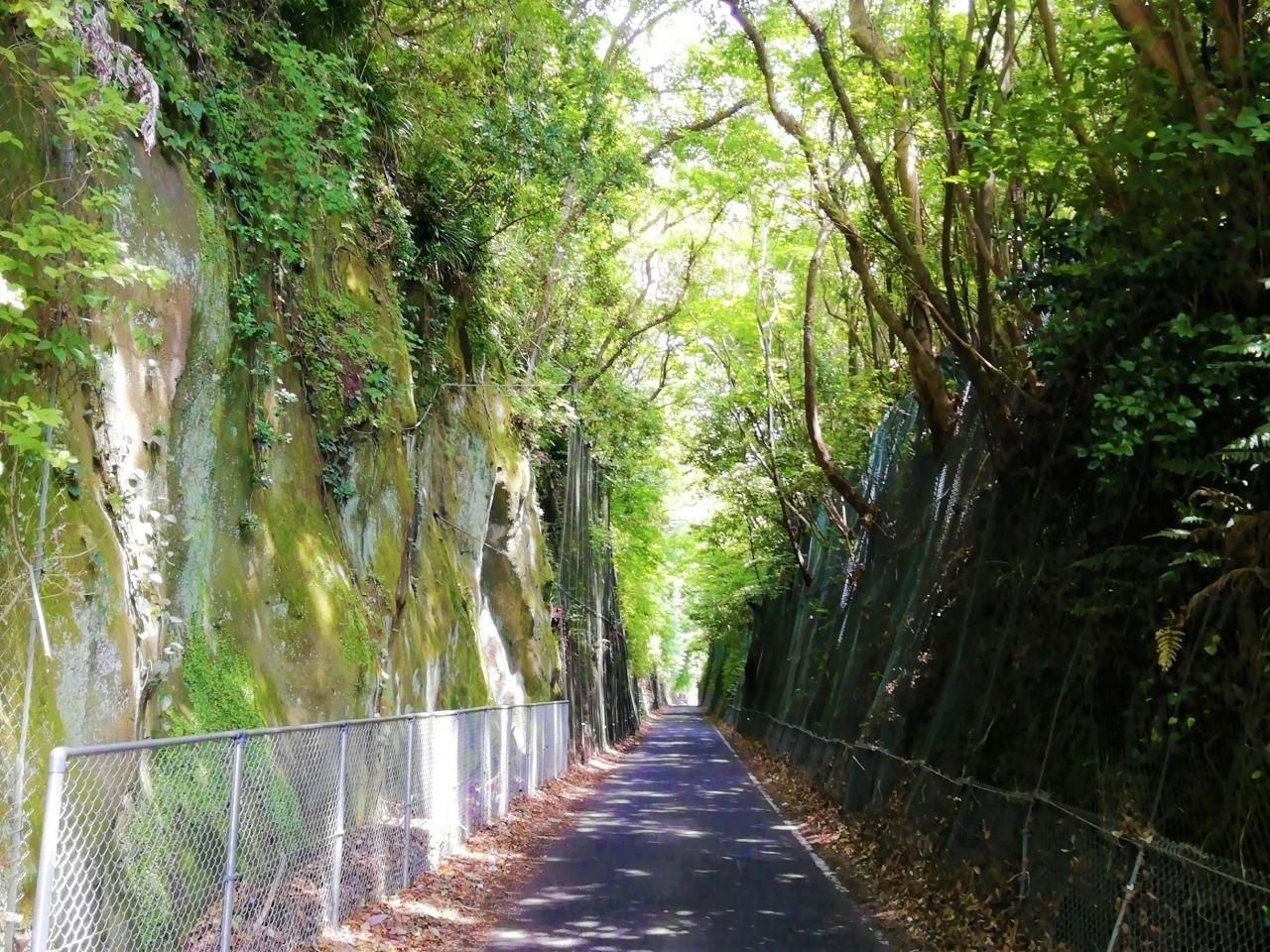緑のトンネル-2
