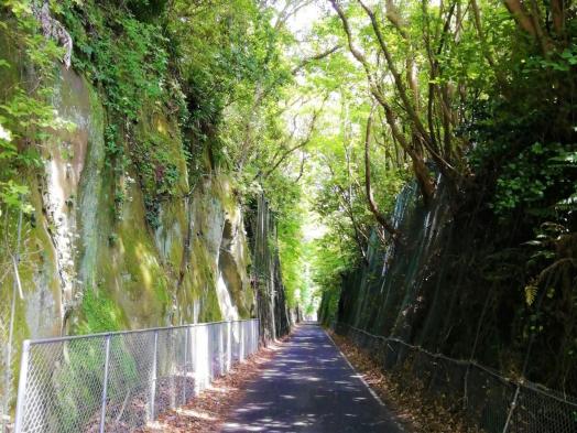 緑のトンネル-2