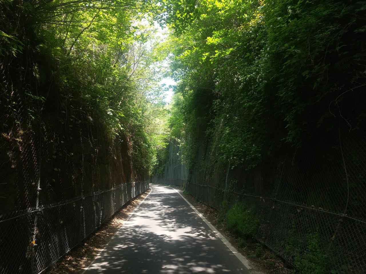 緑のトンネル