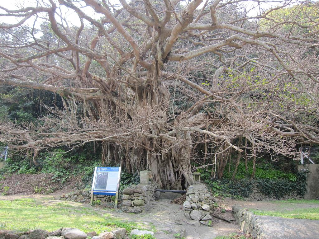 樫ノ浦のアコウ巨木-0