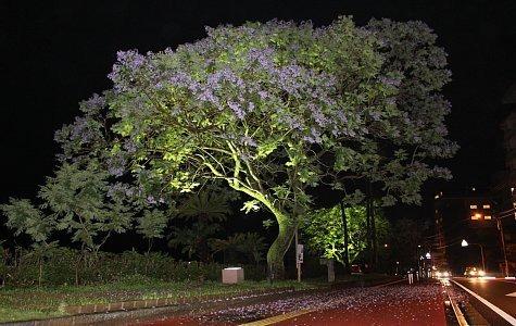 第18回小浜温泉ジャカランダフェスタ【雲仙市】-2