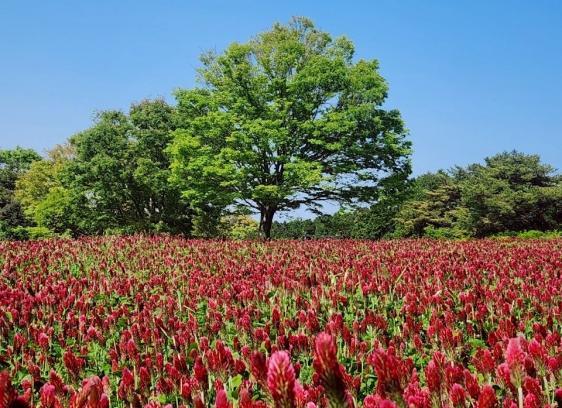 大又農園・野の実-6