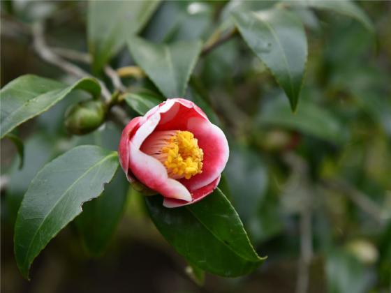 Goto Camellia Forest Park-3
