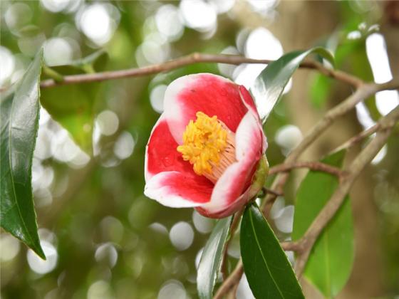 Goto Camellia Forest Park-4