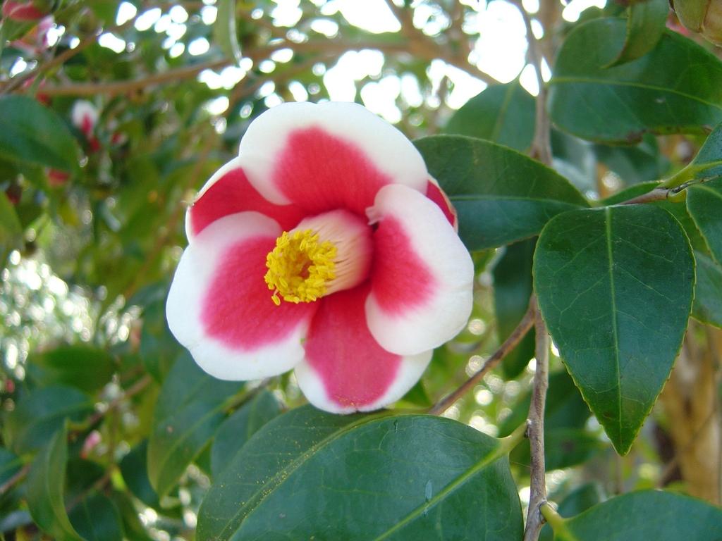 Goto Camellia Forest Park-3