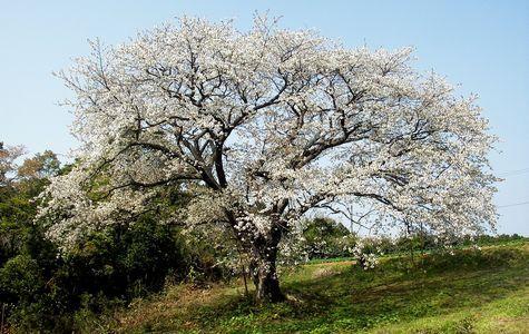 慈眼桜-1