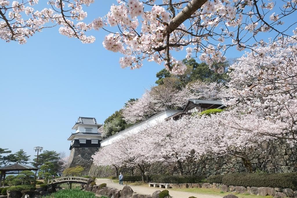 Omura Flower Festival-7