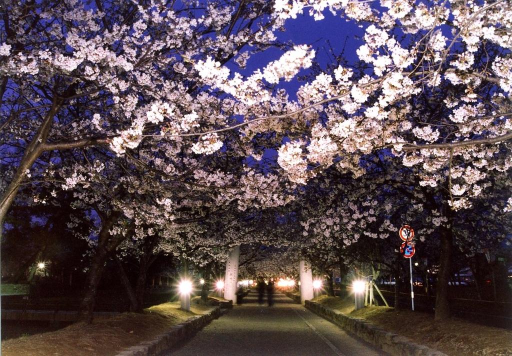 おおむら花まつり-1