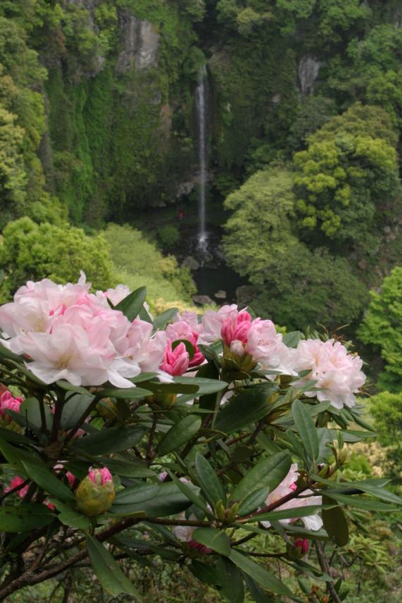 Omura Flower Festival-5