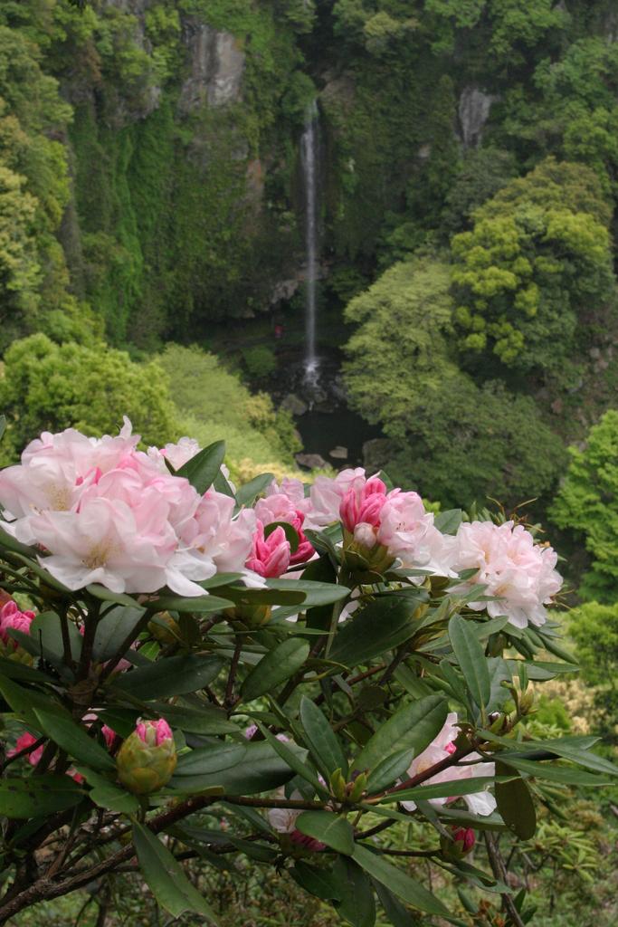 Omura Flower Festival-5